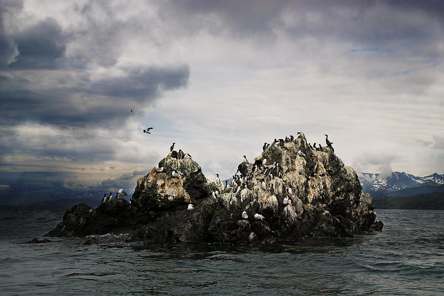Shorebirds in Kachemak Bay Alaska Photograph by Michele Cornelius