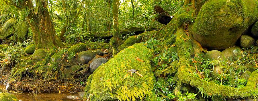 SHORELINES Guapiles Rio Blanco creek moss Photograph by William OBrien