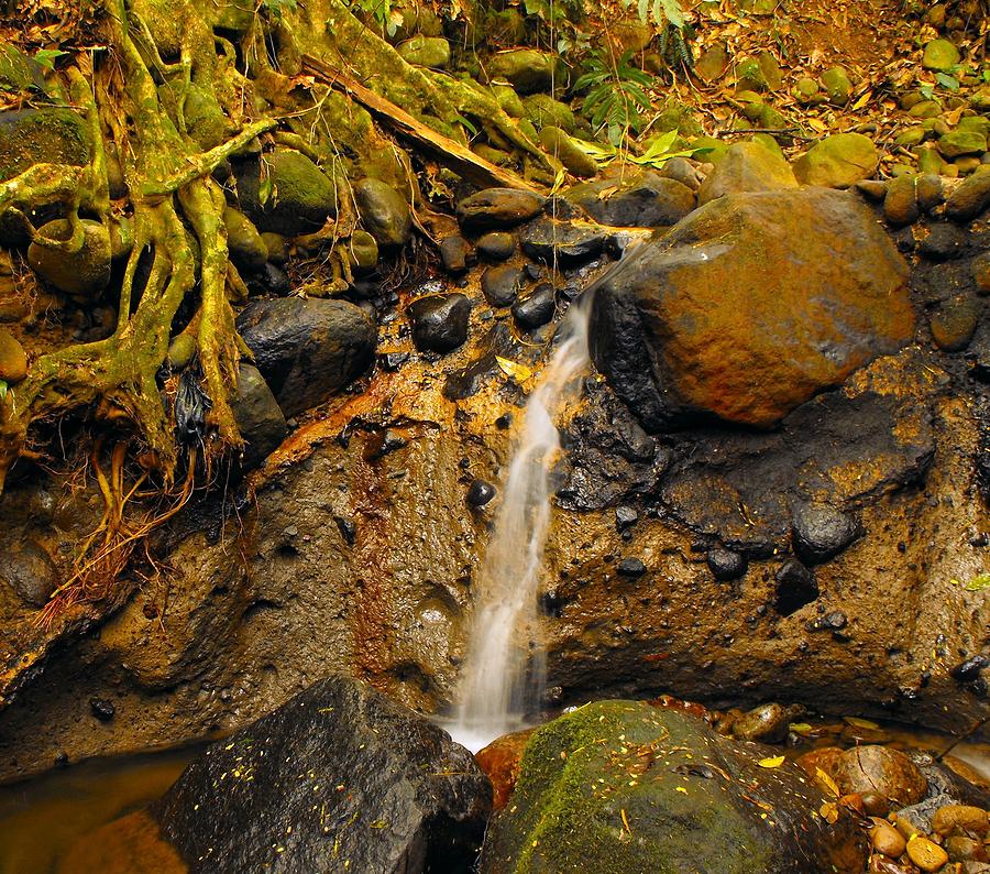 SHORELINES Guapiles Rio Blanco creek trickle Photograph by William OBrien