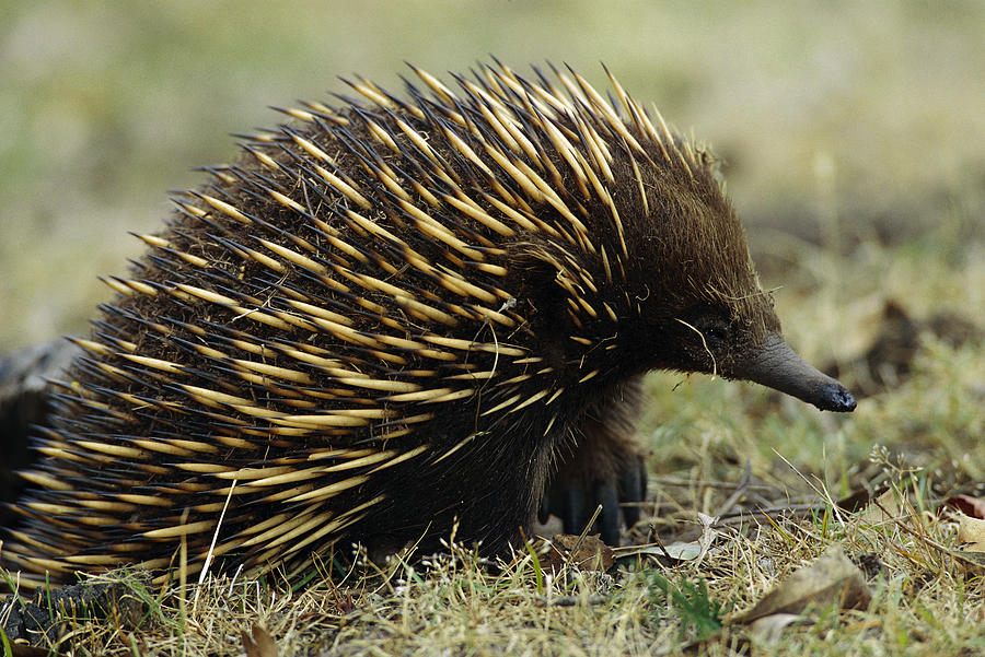 Short-beaked Echidna Tachyglossus Photograph by Cyril Ruoso