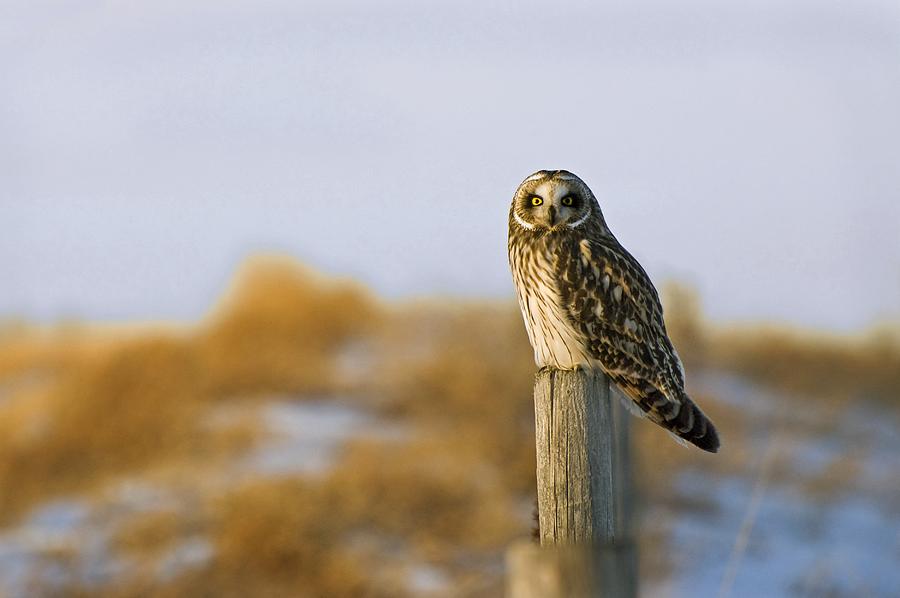 Owl Photograph - Short-eared Owl, Alberta, Canada by Philippe Widling