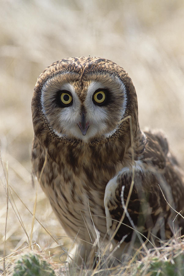 Short-eared Owl Asio Flammeus Portrait Photograph by Konrad Wothe