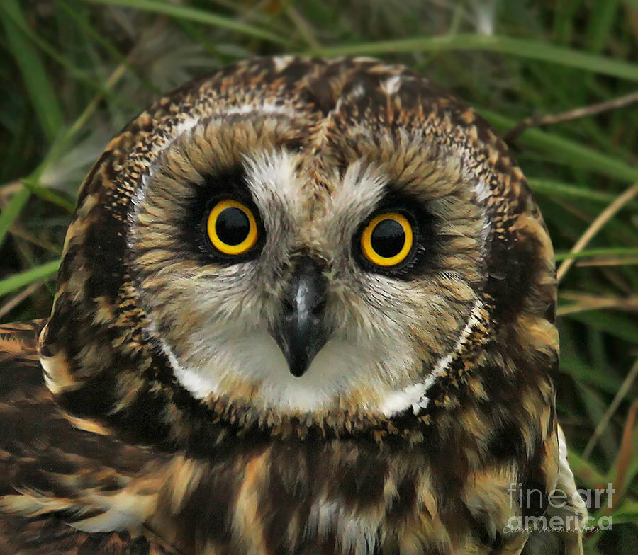 Short-Eared Owl Photograph by Clare VanderVeen
