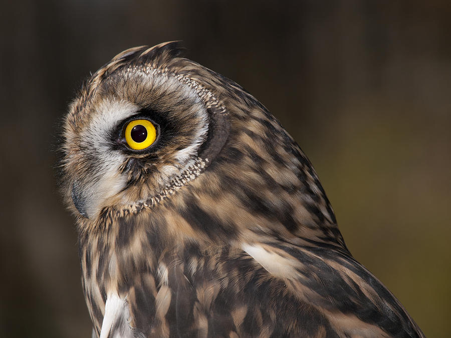 Short Eared Owl Profile Photograph by Cindy Lindow