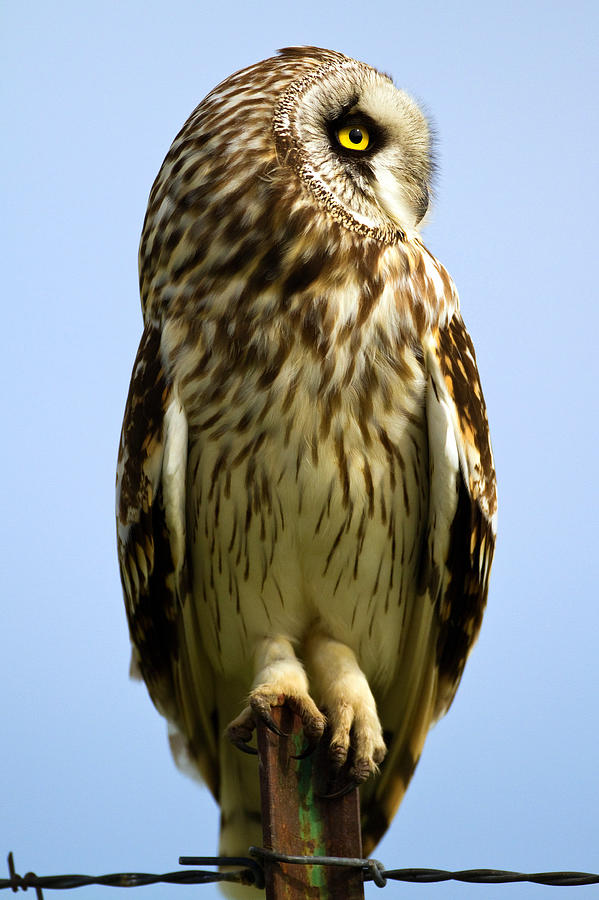 Short-eared Owl Profile Photograph by Merle Ann Loman