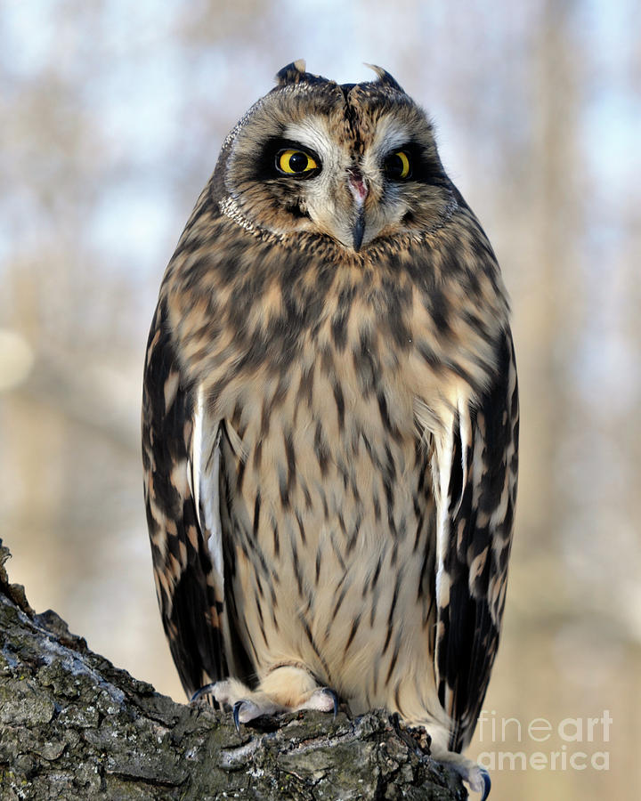 Short-Eared Owl Photograph by Ronald Grogan