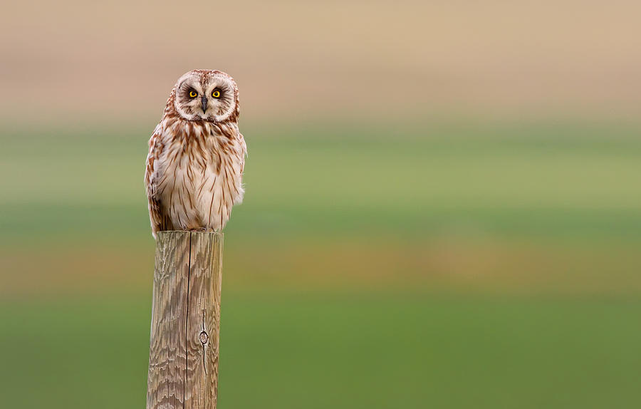 Short-eared Owl, Saskatchewan Photograph by Robert Postma