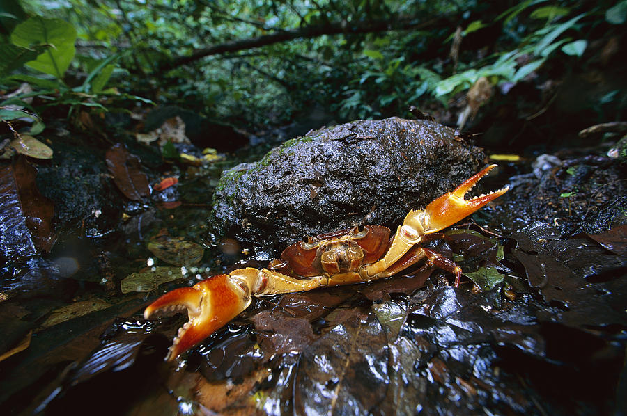 Short-tailed Crab Potamocarcinus Sp Photograph by Christian Ziegler