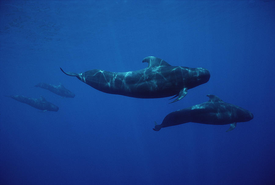 Shortfinned Pilot Whale Pod Hawaii Photograph by Flip Nicklin
