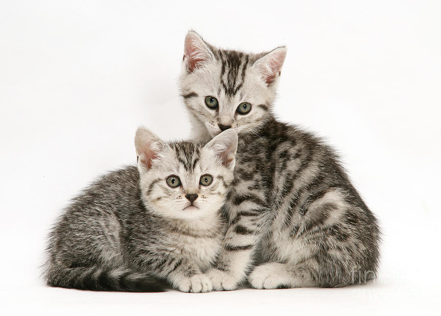 Cat Photograph - Shorthair Kittens by Jane Burton
