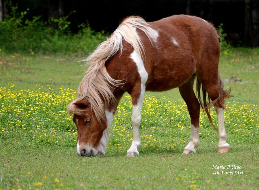 Horse Photograph - Shorty by Maria Urso