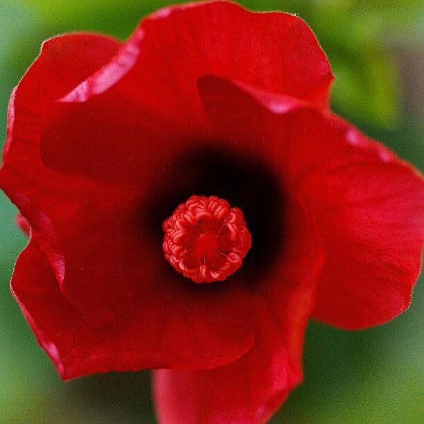 Winter Photograph - Shot A Few Years Back #red #hibiscus by Natalia D