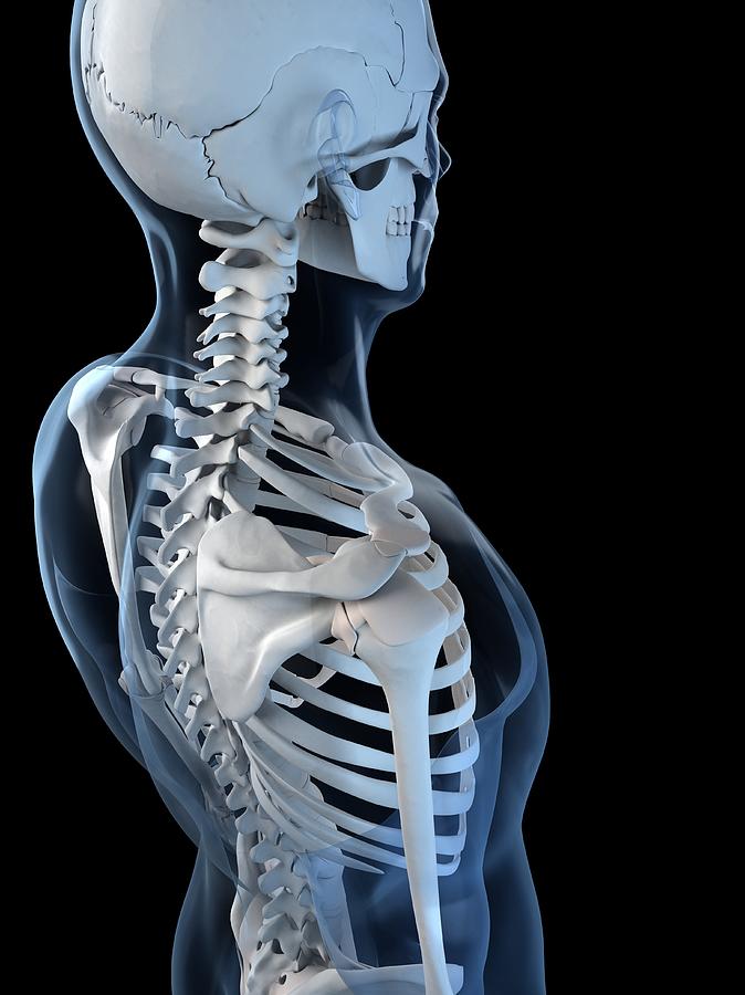 Shoulder Anatomy, Artwork Digital Art by Sciepro