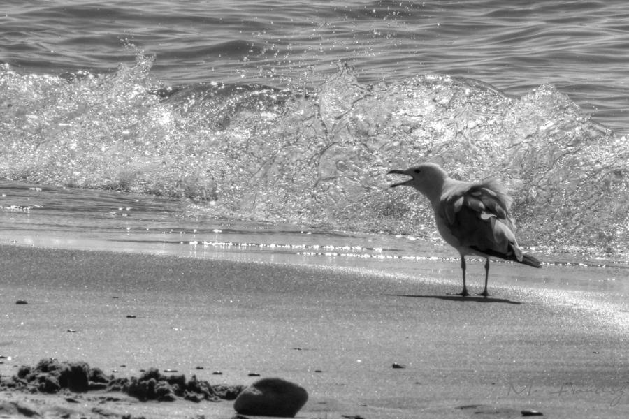 Shout Of A Seagull Photograph by Maciek Froncisz