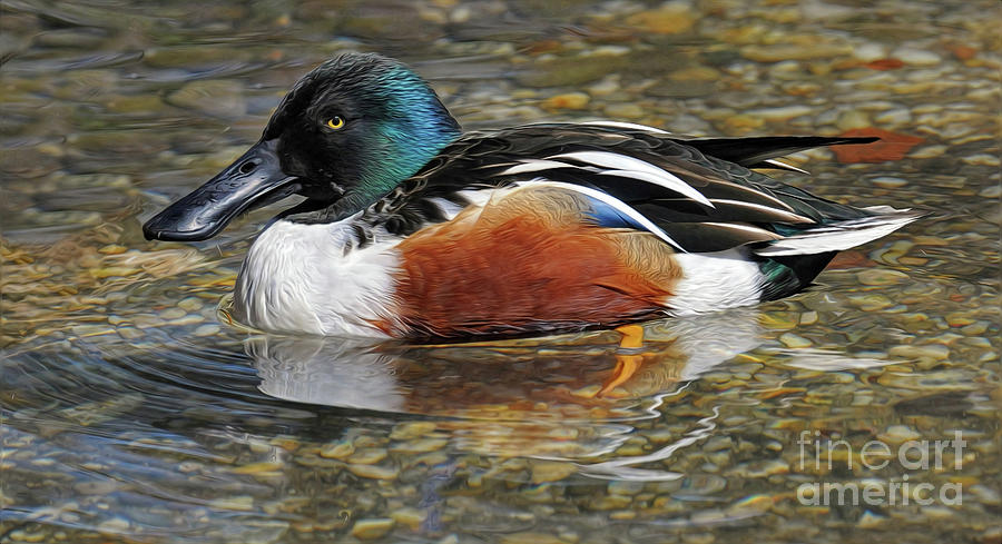 Shoveler Duck Photograph by Dave Mills