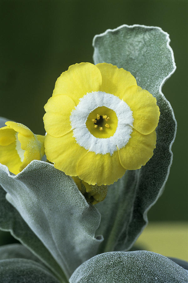 Show Auricula 'moneymoon' Flower Photograph by Archie Young - Fine Art ...