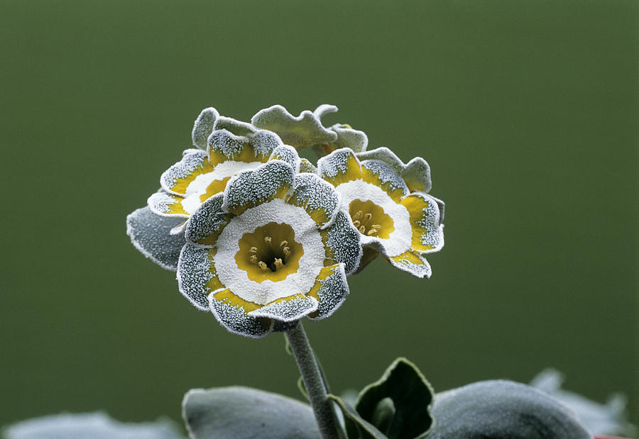 Nature Photograph - Show Auricula monk Flower by Archie Young
