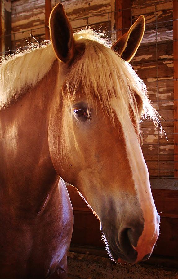 Show Horse Photograph by Bruce Bley