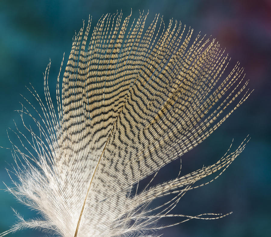 Wood Duck Feather #1 Photograph by Jean Noren
