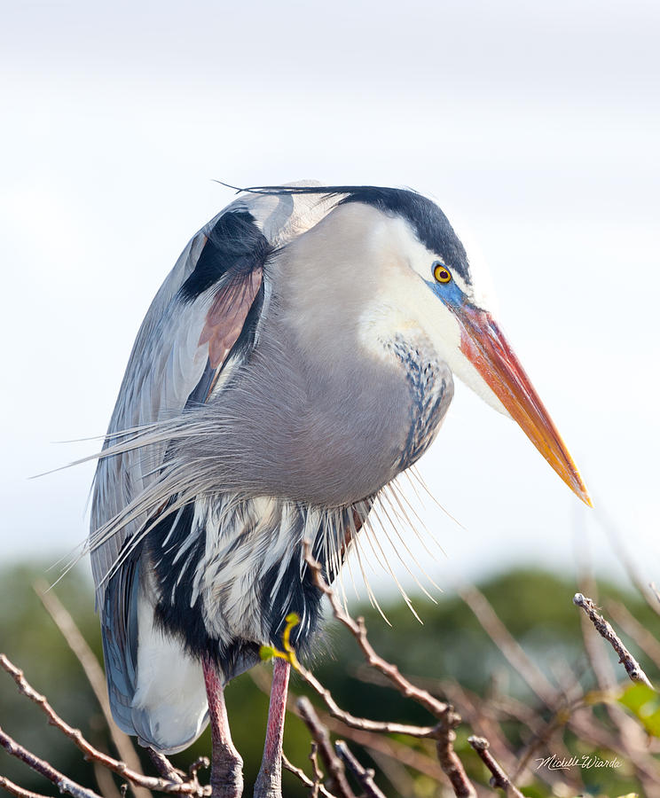Heron Photograph - Show Off by Michelle Constantine
