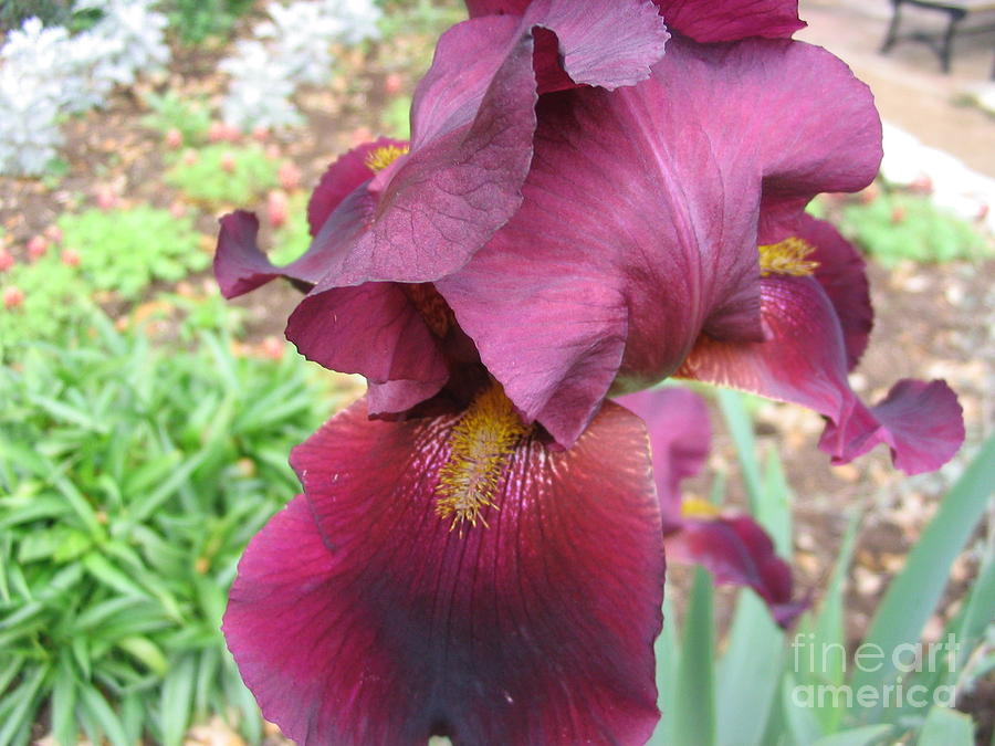 Iris Photograph - Show Your Tongue by Mark Robbins