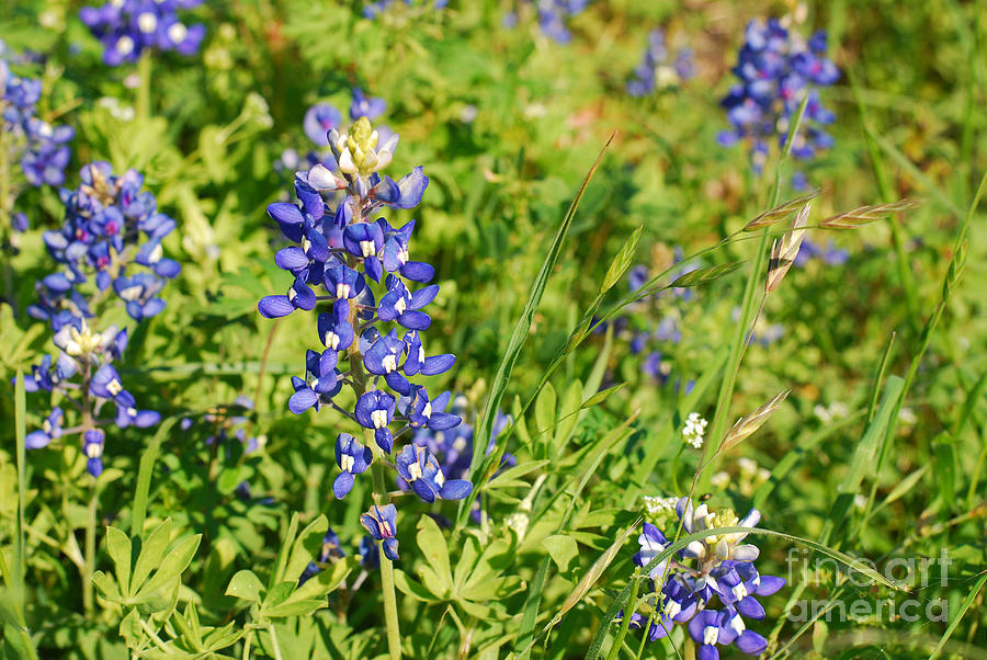 Showing Their True Colors - Texas Bluebonnets Photograph by Connie Fox