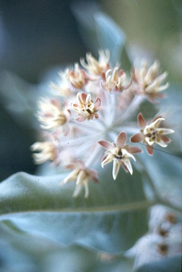 Nature Photograph - Showy Milkweed by Chris Gudger