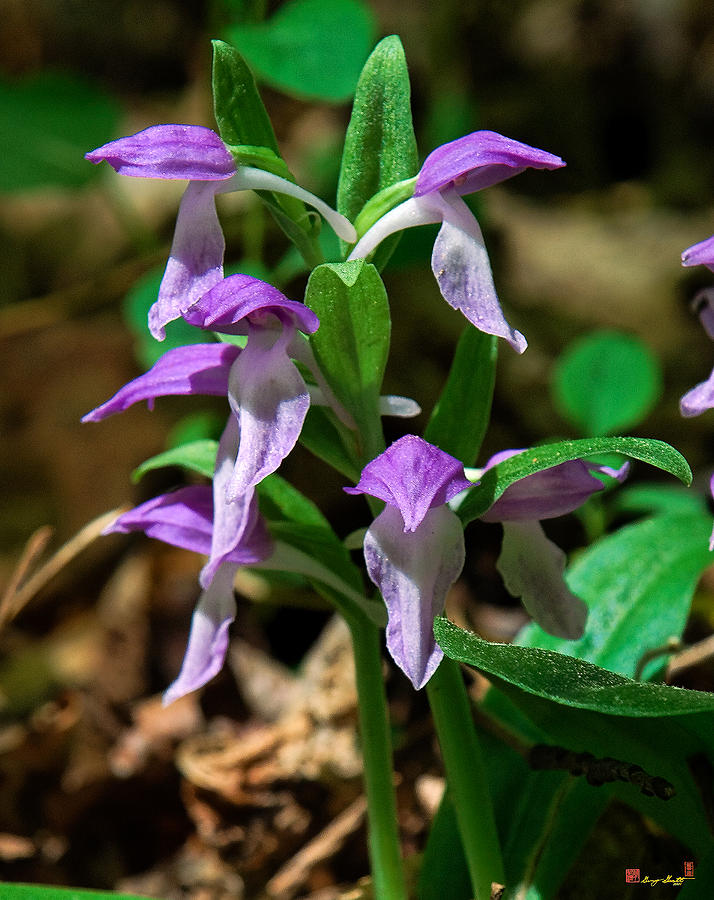 Showy Orchis DSPF144 Photograph by Gerry Gantt
