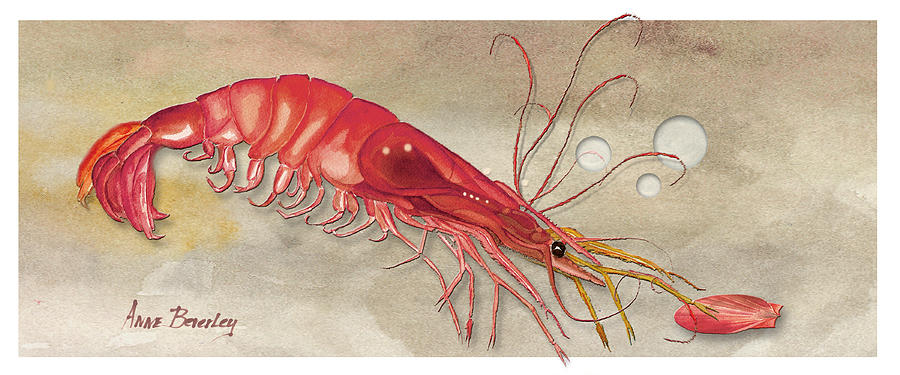 Shrimp with Red Shell Painting by Anne Beverley-Stamps