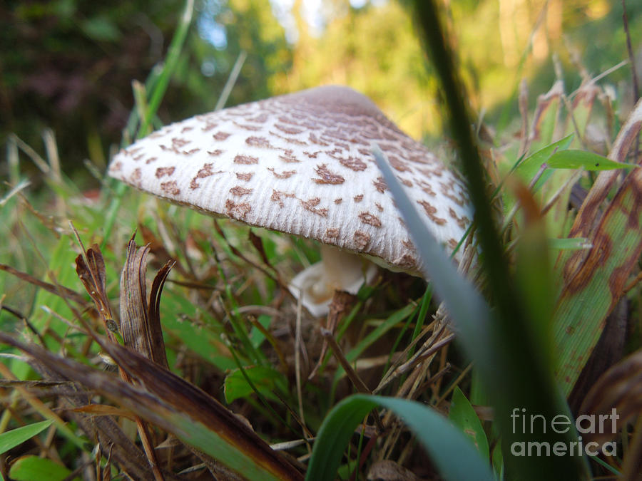 Mushroom Photograph - Shroom Among the Grass by Linda Seacord
