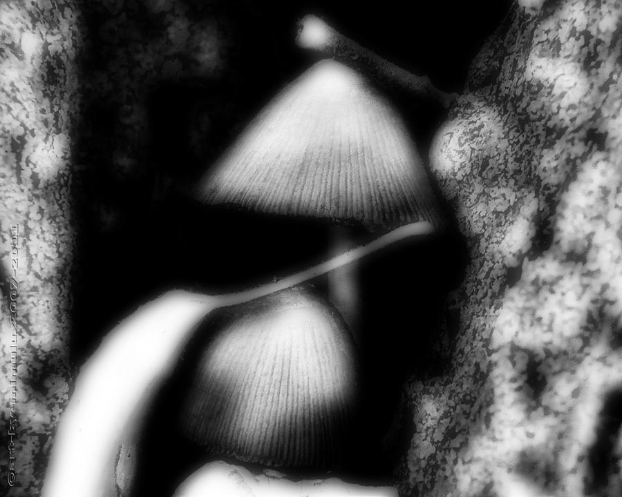 Shroom Magic Photograph by Mimulux Patricia No