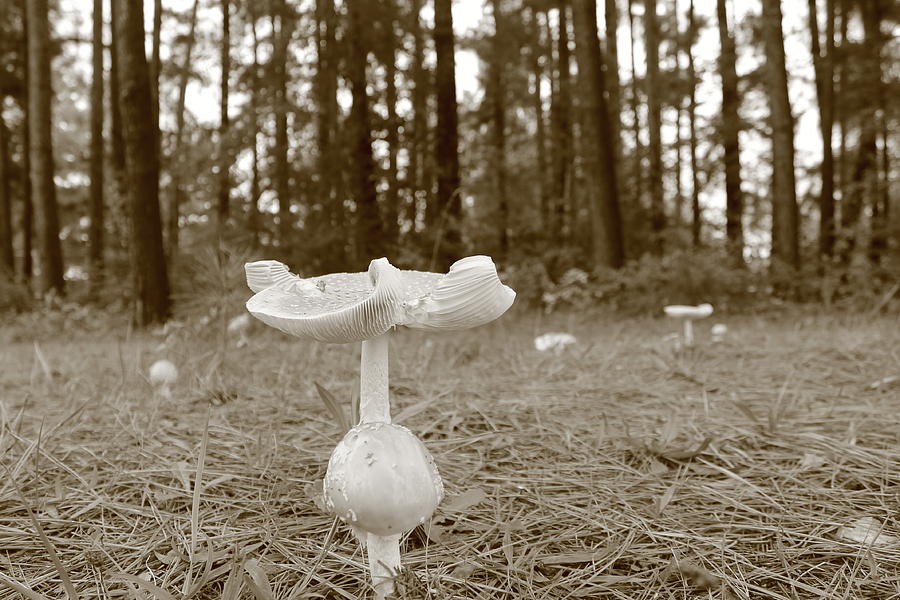 Shrooms in the forest Photograph by Catie Canetti