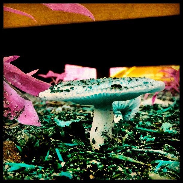 Mushroom Photograph - Shroomset #psychedelic #mushroom by Sara Jones