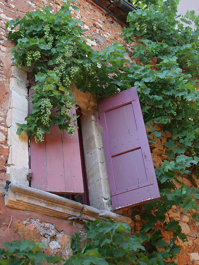 Shutters and Grapevines Photograph by Sandra Anderson