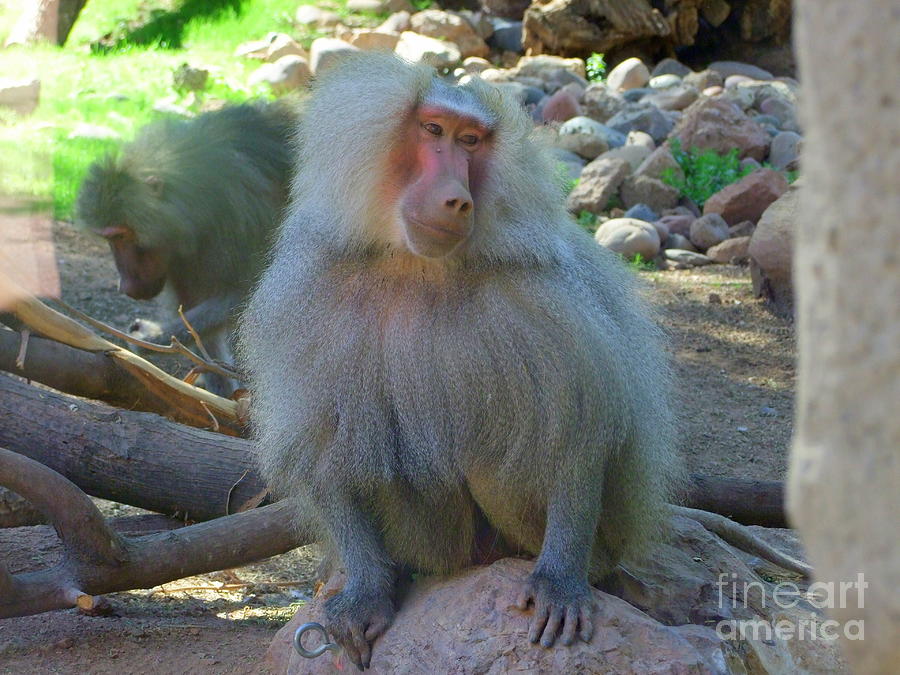 Animal Photograph - Shy Baboon by Mary Deal