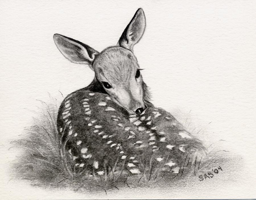 Deer Drawing - Shy Boy by Sherri Strikwerda