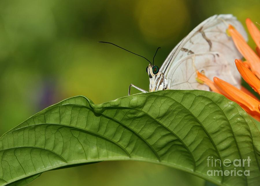 Shy Butterfly Photograph by Sabrina L Ryan
