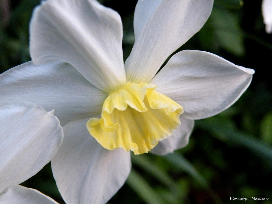 Shy Daffodil Photograph by Kimmary MacLean