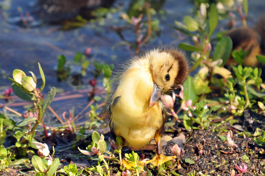 Shy Duckling Photograph by Teresa Blanton