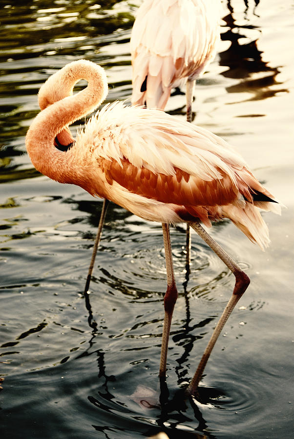 Shy Flamingo Photograph by Anthony Citro