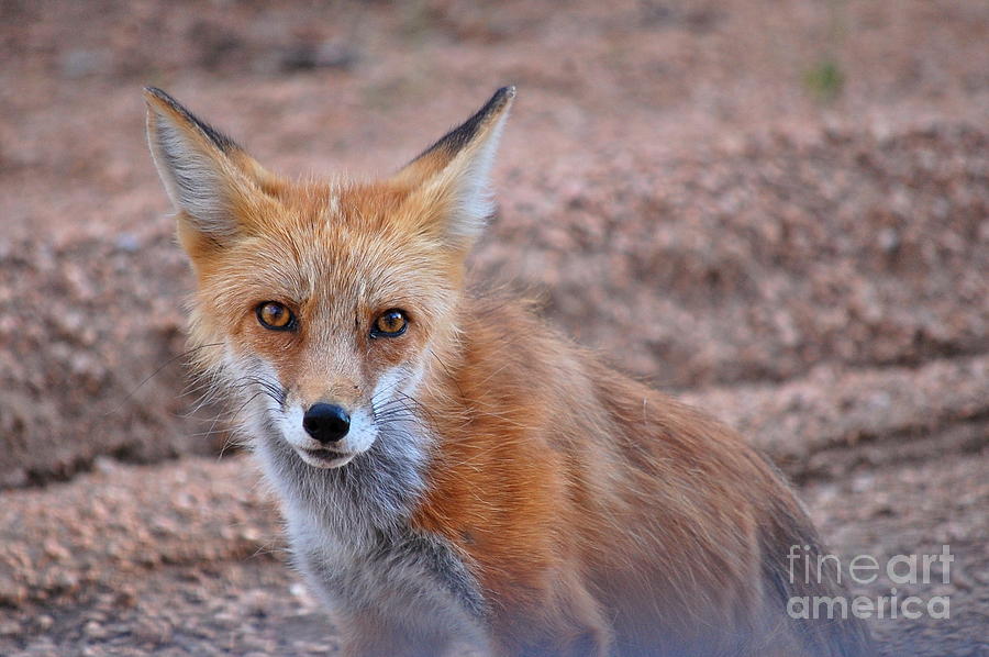 Nature Photograph - Shy Fox by Anjanette Douglas