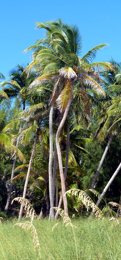 Shy Palms Photograph by Carla Parris
