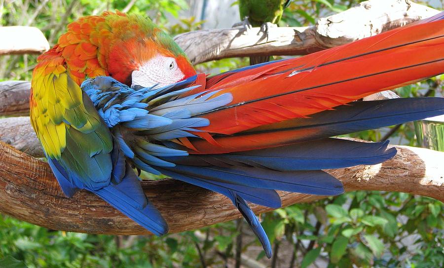Parrot Photograph - Shy by Patricia Blake