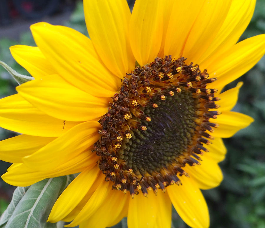 Shy Sunflower Photograph by Dark Whimsy