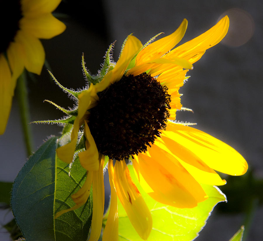 Shy Sunflower Photograph by Michael Friedman