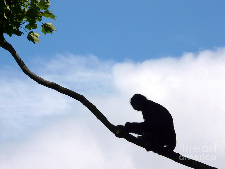 Ape Photograph - Siamang Gibbon by John Basford