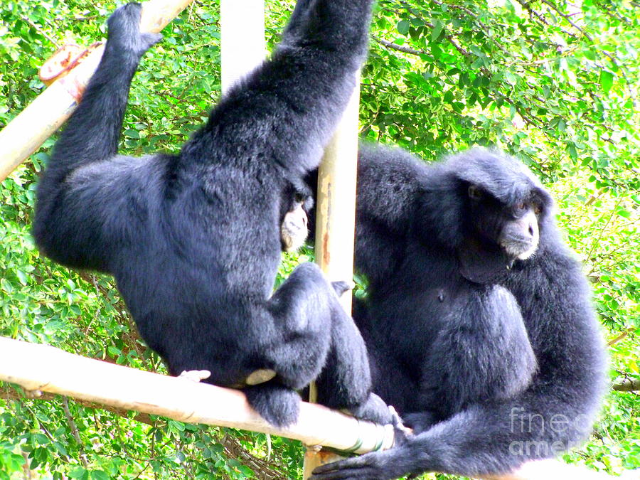 Siamang Gibbons Photograph by Mary Deal