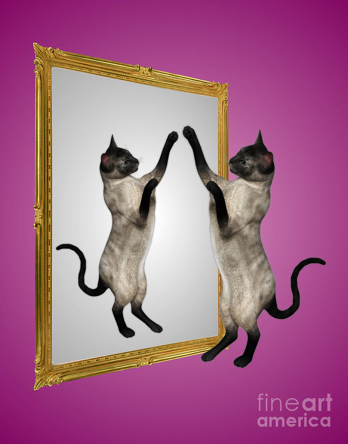 Siamese Cat In The Mirror Digital Art by Smilin Eyes Treasures