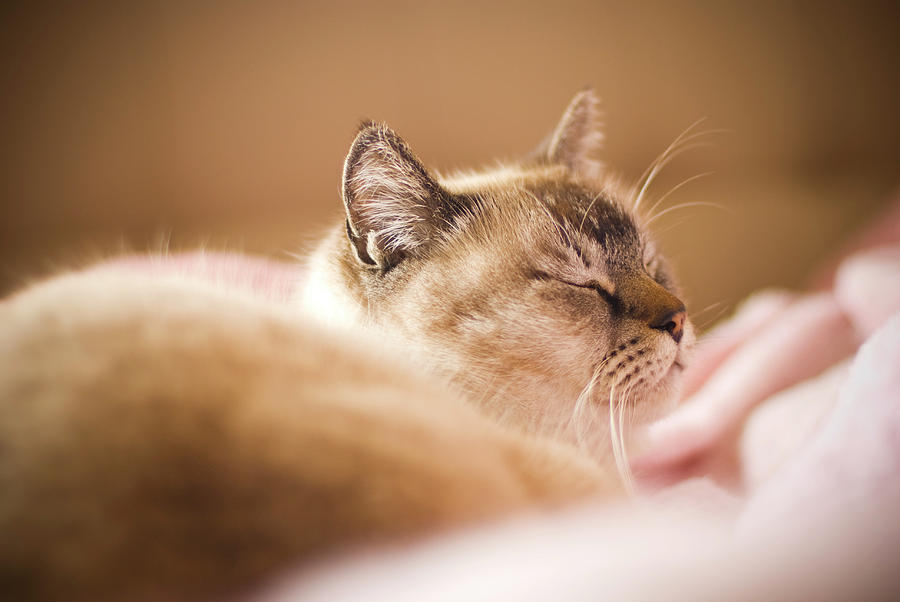 Siamese Cat Is Sleeping On Bed Photograph by Lawren