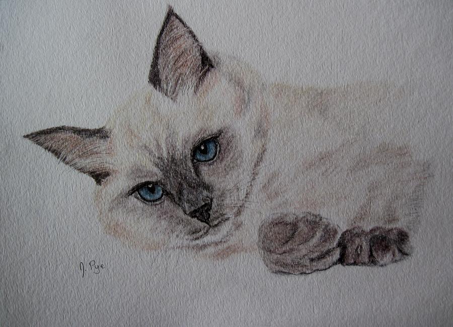 Siamese Cat Drawing by Joan Pye